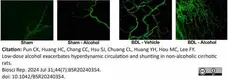 Anti Rat CD31 Antibody, clone TLD-3A12 gallery image 19