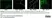 Anti Rat CD31 Antibody, clone TLD-3A12 thumbnail image 19