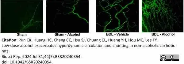 Anti Rat CD31 Antibody, clone TLD-3A12 gallery image 19