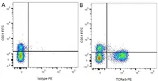 Anti Rat CD31 Antibody, clone TLD-3A12 gallery image 2