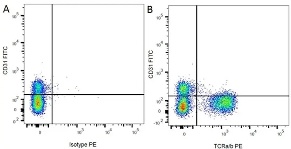 Anti Rat CD31 Antibody, clone TLD-3A12 gallery image 2