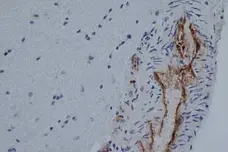 Anti Rat CD31 Antibody, clone TLD-3A12 gallery image 4
