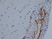 Anti Rat CD31 Antibody, clone TLD-3A12 thumbnail image 4