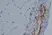 Anti Rat CD31 Antibody, clone TLD-3A12 thumbnail image 4