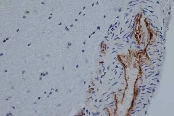 Anti Rat CD31 Antibody, clone TLD-3A12 gallery image 4