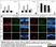 Anti Rat CD31 Antibody, clone TLD-3A12 thumbnail image 5