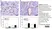 Anti Rat CD31 Antibody, clone TLD-3A12 thumbnail image 6