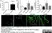 Anti Rat CD31 Antibody, clone TLD-3A12 thumbnail image 7