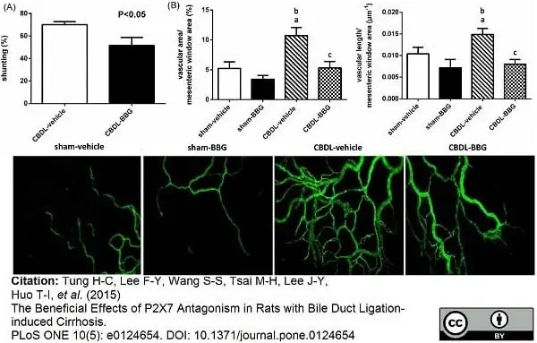 Anti Rat CD31 Antibody, clone TLD-3A12 gallery image 7