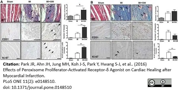 Anti Rat CD31 Antibody, clone TLD-3A12 gallery image 9