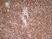 Anti Rat CD4 (Domain 2) Antibody, clone OX-35 thumbnail image 2