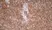 Anti Rat CD4 (Domain 2) Antibody, clone OX-35 thumbnail image 2