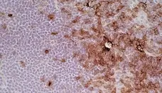 Anti Rat CD4 (Domain 2) Antibody, clone OX-35 gallery image 3