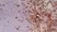 Anti Rat CD4 (Domain 2) Antibody, clone OX-35 thumbnail image 3