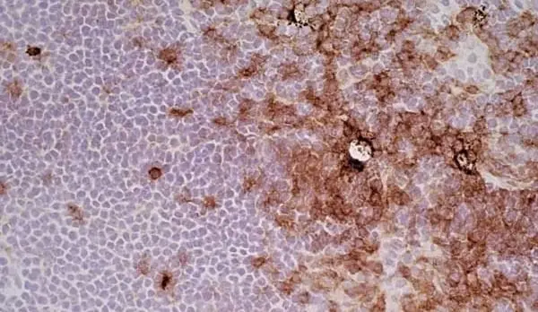 Anti Rat CD4 (Domain 2) Antibody, clone OX-35 gallery image 3