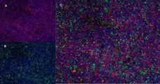 Anti Rat CD4 (Domain 2) Antibody, clone OX-35 gallery image 4