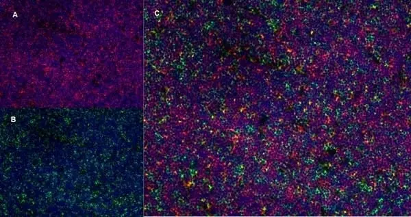 Anti Rat CD4 (Domain 2) Antibody, clone OX-35 gallery image 4