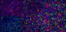 Anti Rat CD4 (Domain 2) Antibody, clone OX-35 gallery image 5