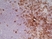 Anti Rat CD4 (Domain 2) Antibody, clone OX-35 thumbnail image 5