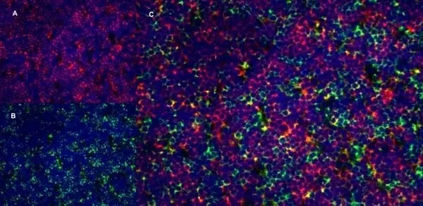 Anti Rat CD4 (Domain 2) Antibody, clone OX-35 gallery image 5