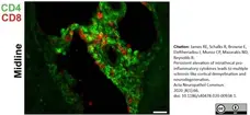Anti Rat CD4 (Domain 2) Antibody, clone OX-35 gallery image 7
