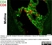 Anti Rat CD4 (Domain 2) Antibody, clone OX-35 thumbnail image 7