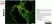 Anti Rat CD4 (Domain 2) Antibody, clone OX-35 thumbnail image 7