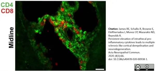 Anti Rat CD4 (Domain 2) Antibody, clone OX-35 gallery image 7