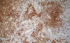 Anti Rat CD4 (Domain 1) Antibody, clone OX-38 gallery image 2