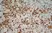 Anti Rat CD4 (Domain 1) Antibody, clone OX-38 thumbnail image 3