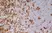 Anti Rat CD4 (Domain 1) Antibody, clone OX-38 thumbnail image 4