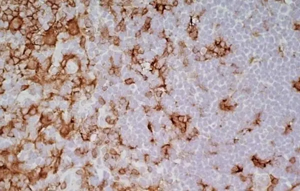 Anti Rat CD4 (Domain 1) Antibody, clone OX-38 gallery image 4