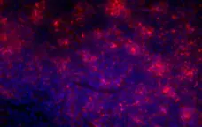 Anti Rat CD4 (Domain 1) Antibody, clone OX-38 gallery image 5