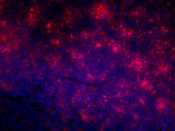 Anti Rat CD4 (Domain 1) Antibody, clone OX-38 gallery image 5