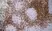 Anti Rat CD4 (Domain 1) Antibody, clone W3/25 thumbnail image 10