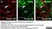 Anti Rat CD4 (Domain 1) Antibody, clone W3/25 thumbnail image 11