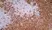 Anti Rat CD4 (Domain 1) Antibody, clone W3/25 thumbnail image 11