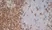 Anti Rat CD4 (Domain 1) Antibody, clone W3/25 thumbnail image 12