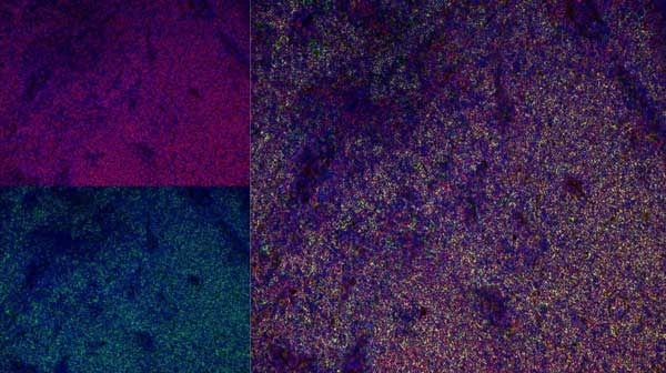 Anti Rat CD4 (Domain 1) Antibody, clone W3/25 gallery image 14