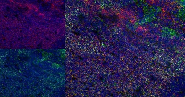 Anti Rat CD4 (Domain 1) Antibody, clone W3/25 gallery image 15