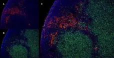 Anti Rat CD4 (Domain 1) Antibody, clone W3/25 gallery image 16
