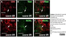 Anti Rat CD4 (Domain 1) Antibody, clone W3/25 gallery image 17