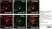 Anti Rat CD4 (Domain 1) Antibody, clone W3/25 thumbnail image 17