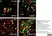 Anti Rat CD4 (Domain 1) Antibody, clone W3/25 thumbnail image 18