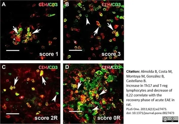 Anti Rat CD4 (Domain 1) Antibody, clone W3/25 gallery image 18