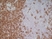 Anti Rat CD4 (Domain 1) Antibody, clone W3/25 thumbnail image 19