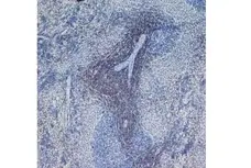 Anti Rat CD4 (Domain 1) Antibody, clone W3/25 gallery image 2