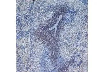 Anti Rat CD4 (Domain 1) Antibody, clone W3/25 gallery image 2