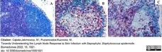 Anti Rat CD4 (Domain 1) Antibody, clone W3/25 gallery image 20