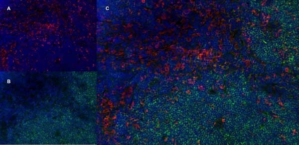 Anti Rat CD4 (Domain 1) Antibody, clone W3/25 gallery image 21